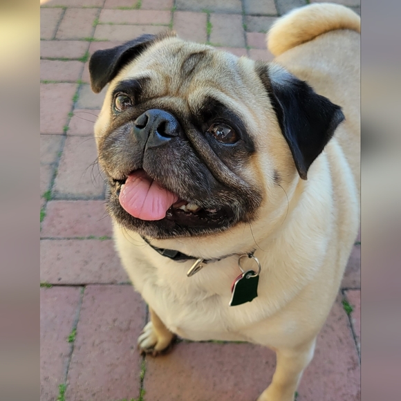 Meet your Posher, Pudge The Pug - Picture 11 of 12